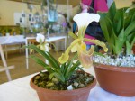 Homole 2012-Paphiopedilum barbigerum.JPG