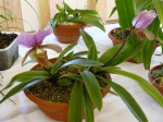 Homole 2012-Paphiopedilum charlesworthii.JPG