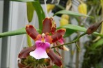 Miltonia clowesii3.jpg