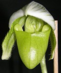 paph..JPG