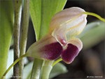 web.masdevallia.lychniphora.det..jpg