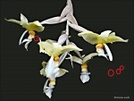 Stanhopea wardii3 (1).jpg