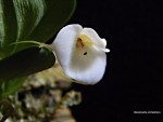 Masdevallia andreettana3.jpg