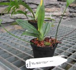 paph (2).jpg