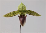 web.paphiopedilum sukhakulii.II.jpg