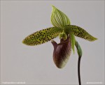 web.paphiopedilum.sukhakulii.jpg