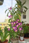 dendrobium nobile3.jpg