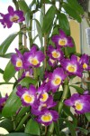 dendrobium nobile 2.jpg