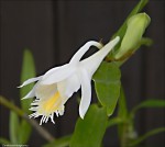 Dendrobium longicornu1.jpg