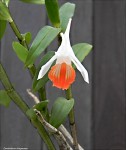 Dendrobium longicornu3.jpg