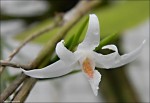 Dendrobium exile1.jpg