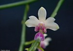 Kingidium delicosum1.jpg