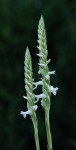 5900_Spiranthes odorata.jpg