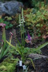 5901_Spiranthes odorata.jpg