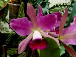 orchideje 1337.jpg