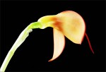 web.masdevallia.ignea.back.jpg