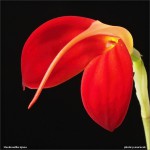 web.masdevallia.ignea.detail.jpg