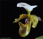 web.paphiopedilum.spicerianum.final.cut.II.jpg