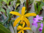 Laelia mixta3.JPG