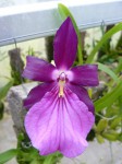 Miltonia spectabilis var. moreliana3.JPG