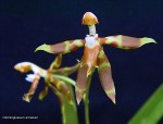 Odontoglossum armatum1.jpg