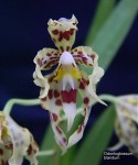 Odontoglossum blandum1.jpg