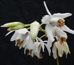 Coelogyne barbata1.jpg