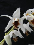 Coelogyne barbata3.jpg