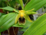 Coelogyne fimbriata1.jpg