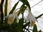 Dendrobium longicornu5.jpg