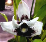 Maxillaria grandis.jpg