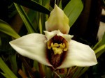 Maxillaria Macas.jpg