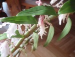 Dendrobium1.jpg