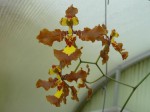 Oncidium gravesianum.JPG