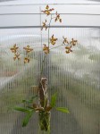 Oncidium gravesianum-rostlina.JPG