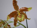 Rossioglossum Rawdon jester.JPG