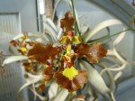 Oncidium gravesianum1.JPG