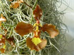 Oncidium gravesianum2.JPG