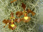 Oncidium gravesianum-porovnání.JPG