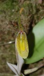 5995_Restrepia mendozae.jpg