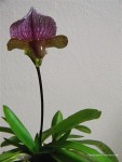 Paphiopedilum charlesworthii1.jpg