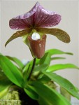 Paphiopedilum charlesworthii3.jpg