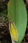 6008_Restrepia mendozae.jpg