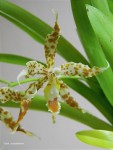 odontoglossum crocidipterum3.jpg