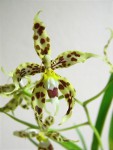 odontoglossum gloriosum1.jpg