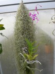 Barkeria lindleyana-rostlina.JPG