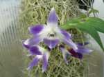 Dendrobium victoria-reginae2 .JPG