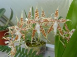 Odontoglossum crocidipterum3.JPG