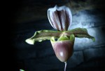 Paph.jpg