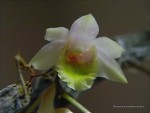 Dendrobium lamellatum1.jpg